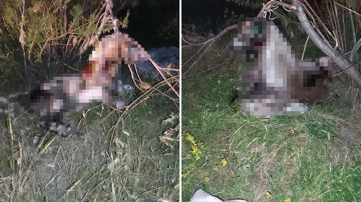 Ankara'da 17 köpek ağaca asılmış halde bulundu