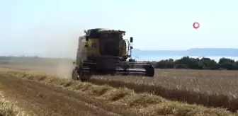 Çanakkale'de Arpa Hasadı Başladı, Rekolte Yüzde 20 Fazla Bekleniyor