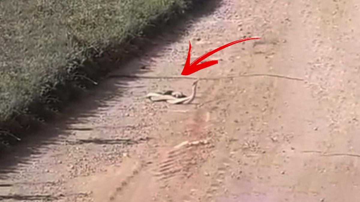 Yoldan geçen vatandaş kayıtsız kalamadı! Yılanların çiftleşme dansı kamerada