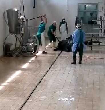 Adana Et Kombinası'nda Hayvana Şiddet Görüntüleri: 2 Personel Gözaltına Alındı