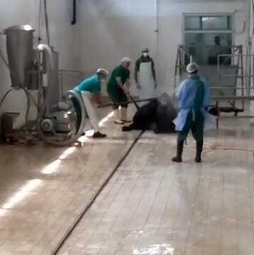 Adana Et Kombinası'nda Hayvana Şiddet Görüntüleri: 2 Personel Gözaltına Alındı