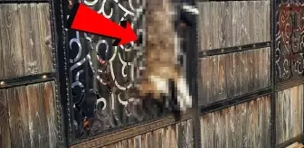 Manisa'da bağ evinin bahçe kapısına asılı ölü köpek bulundu