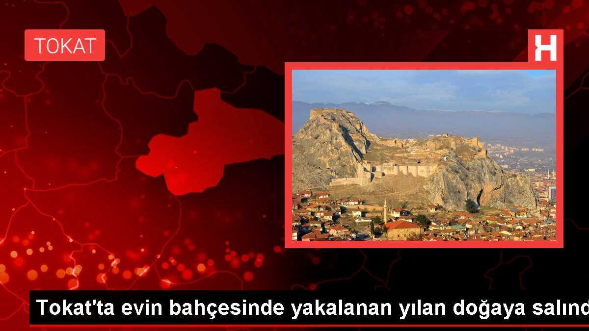 Tokat'ta evin bahçesinde yakalanan yılan doğaya salındı