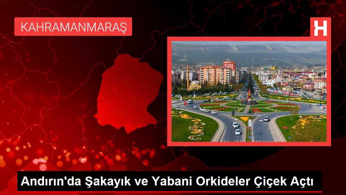 Andırın'da Şakayık ve Yabani Orkideler Çiçek Açtı
