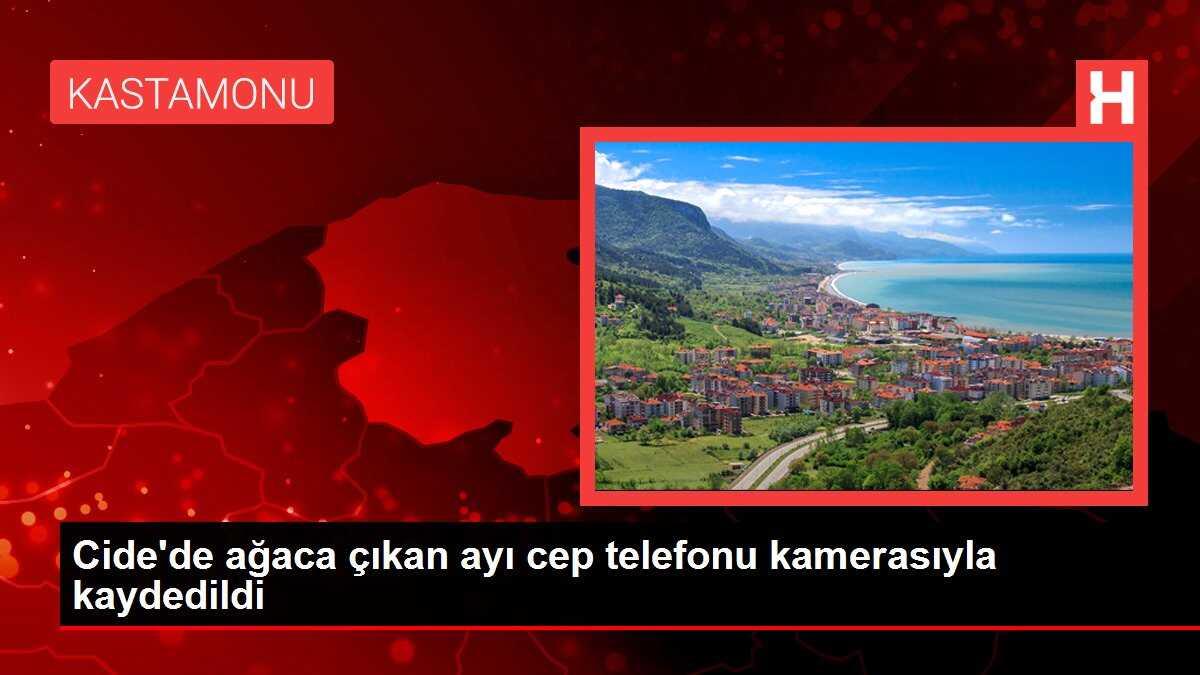 Cide'de ağaca çıkan ayı cep telefonu kamerasıyla kaydedildi