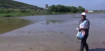 Manyas'ta çeltik ekimleri başladı