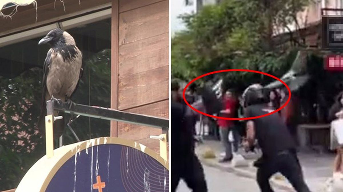 Kadıköy'de yavrusunu korumak isteyen anne karga esnafa zor anlar yaşattı! Çareyi motosiklet kaskı takmakta buldu