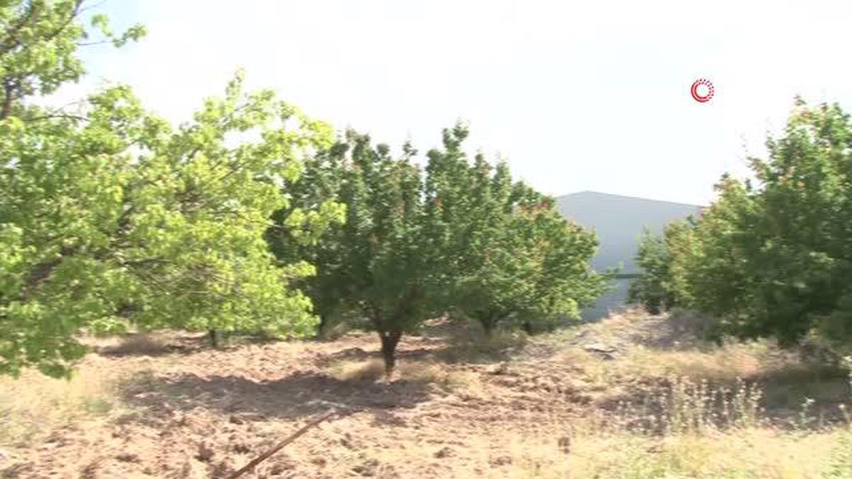 Malatya'da kayısı rekoltesinde düşüş bekleniyor