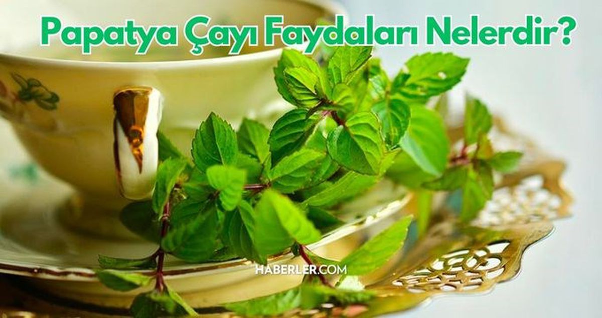 Papatya çayının faydaları nelerdir, hangi hastalıklarda tedavi olarak kullanılır? Papatya çayı nasıl hazırlanır ve nasıl tüketilir?