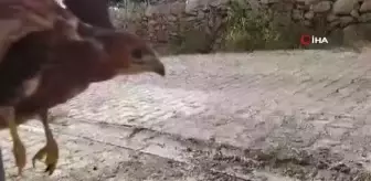 Siirt'te köylülerin bulduğu yaralı şahin tedavi altına alındı