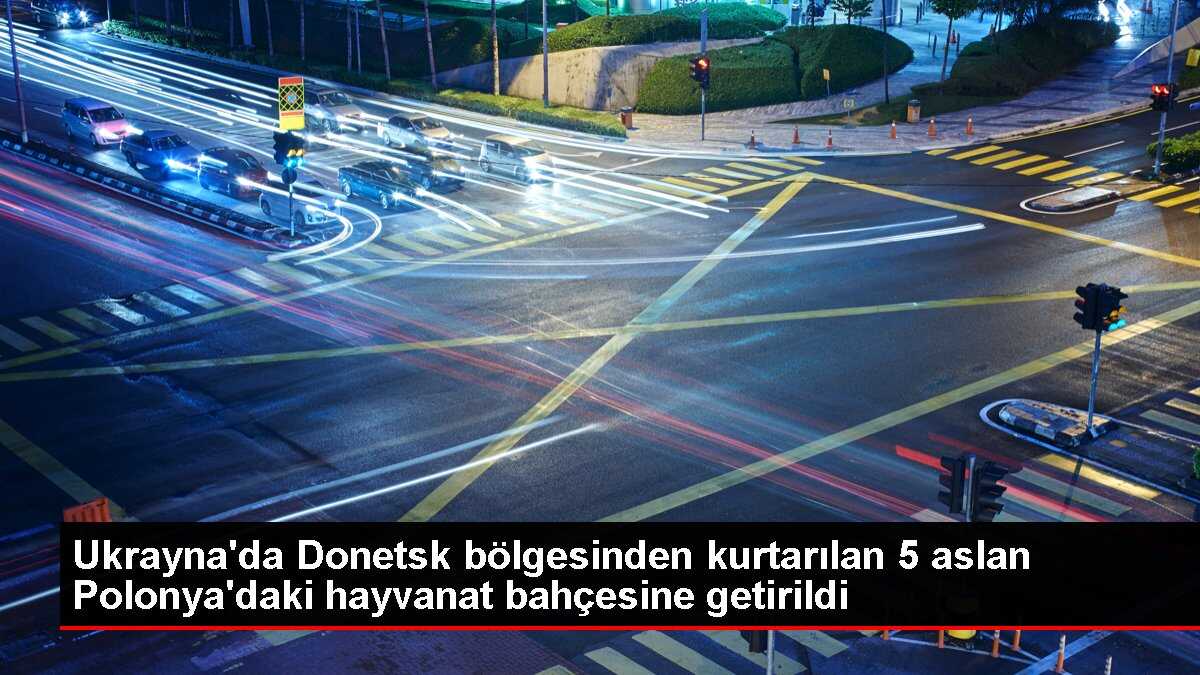 Donetsk'teki 5 Aslan Polonya'ya Kurtarıldı