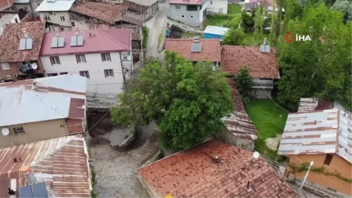 Tokat'ta 450 Yaşında Olduğu Düşünülen Ceviz Ağacı Köyün Sembolü Oldu