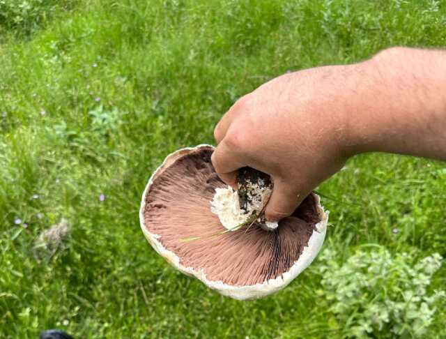 Dev mantarların görüntüsü hayretle karşılandı