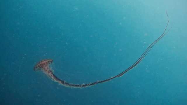 İstanbul'da 4 metrelik zehirli denizanası görüntülendi: Yakınından bile geçmeyin