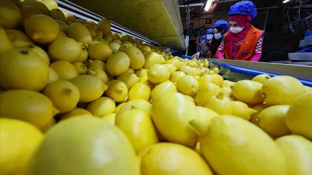 Limonlu su zayıflatır mı? Limonlu su faydaları! Limonlu su tansiyonu düşürür mü? Limonlu su kilo verdirir mi? Limonlu su zayıflamaya yardımcı olur mu? Limonlu su zayıflatır mı? Limonlu su faydaları! Limonlu su tansiyonu düşürür mü? Limonlu su kilo verdirir mi? Limonlu su zayıflamaya yardımcı olur mu?