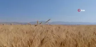 Mardin'de Çiftçiler Buğday Tarlalarında Yoğun Mesaide