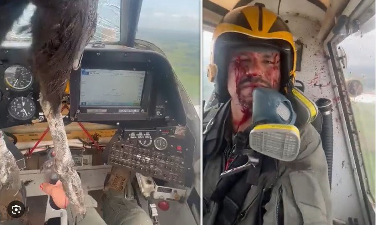 Uçağa çarpan kartal camdan kokpite girdi! Pilot soğukkanlılıkla uçuşa devam etti