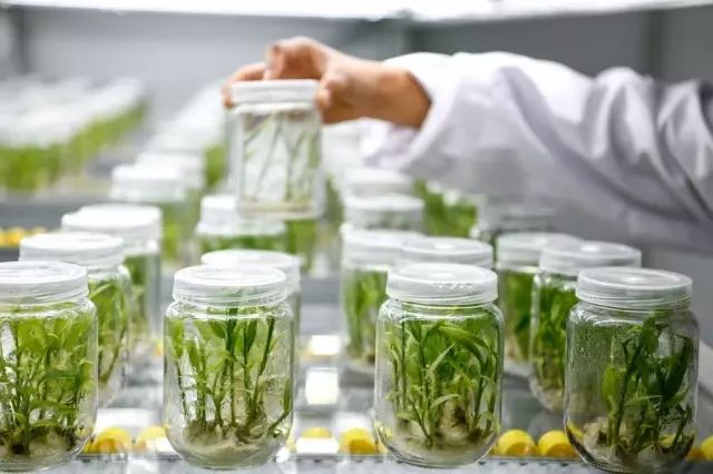 Çin İlk Modern Korumalı Tarım Kalkınma Planını Duyurdu Çin İlk Modern Korumalı Tarım Kalkınma Planını Duyurdu