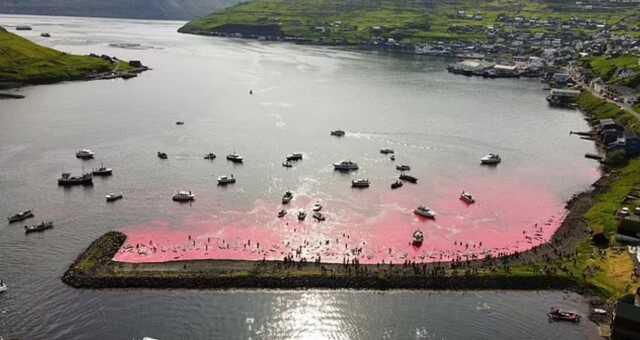 Faroe Adaları'nda gerçekleşen kanlı balina avında deniz kırmızıya büründü. Hayvan hakları savunucuları isyan etti