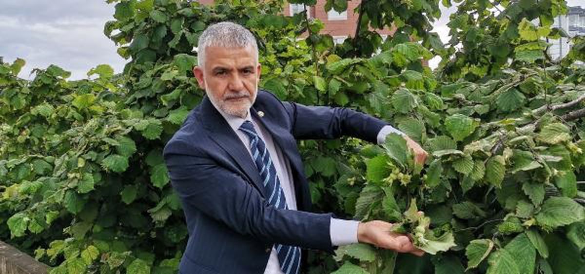 İki aydır yağışların etkili olduğu Karadeniz'de fındıkta 'külleme hastalığı'
