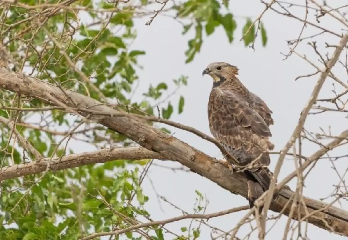 Kuş Gözlemcisi Ömer Faruk Durdu, Türkiye'de Ender Görülen Kuşları Fotoğrafladı