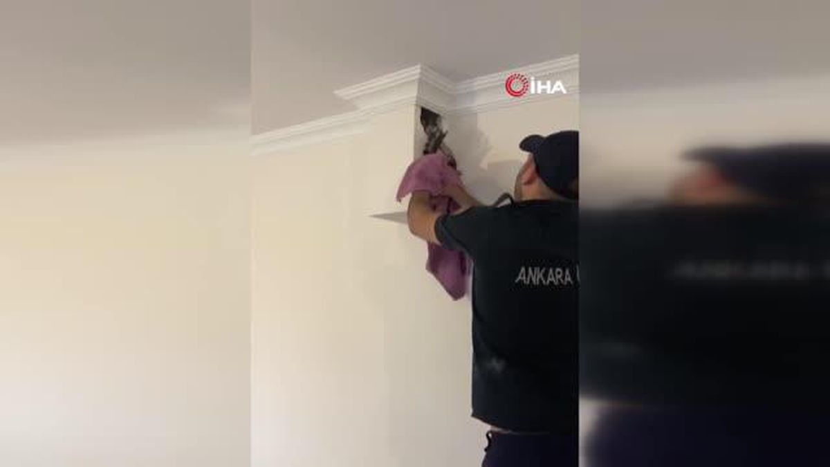 Havalandırma boşluğuna sıkışan saksağan itfaiye ekipleri tarafından kurtarıldı