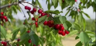 Kuşadası'nda Kiraz Hasadı Devam Ediyor