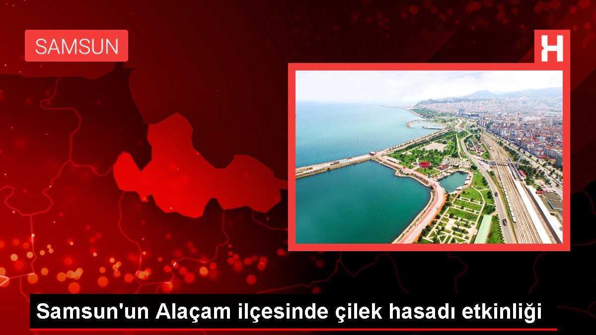 Samsun'un Alaçam ilçesinde çilek hasadı etkinliği