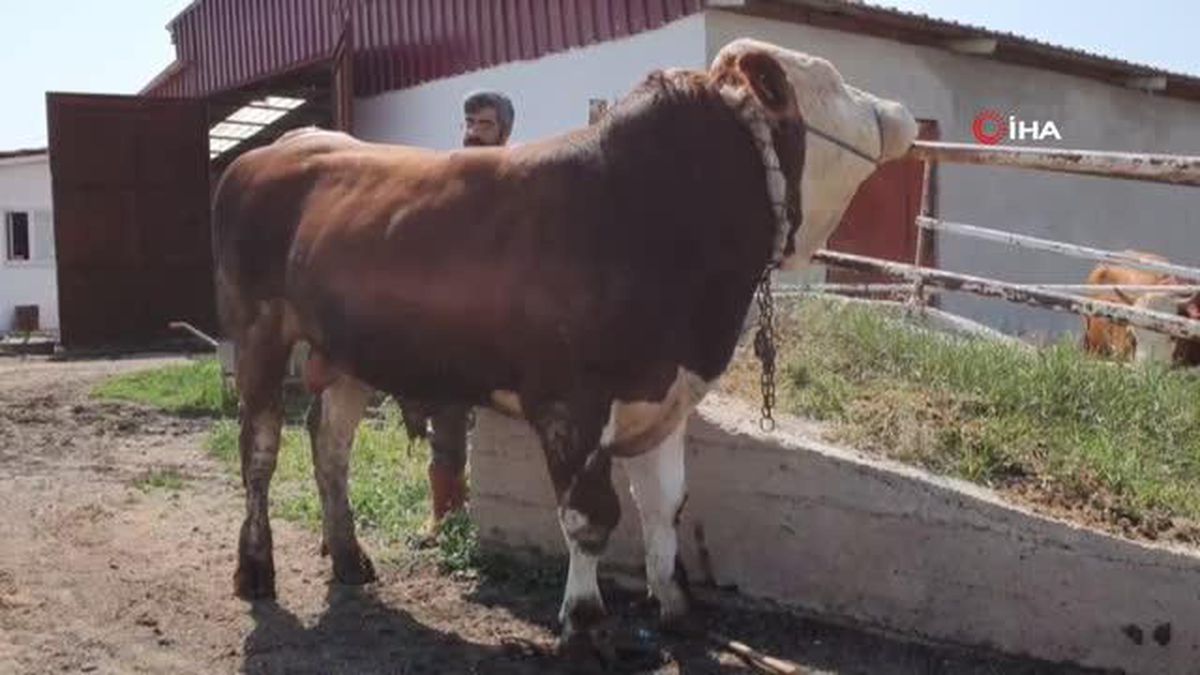Sungurlu'da 1.2 tonluk yiğit, 135 bin liraya satıldı