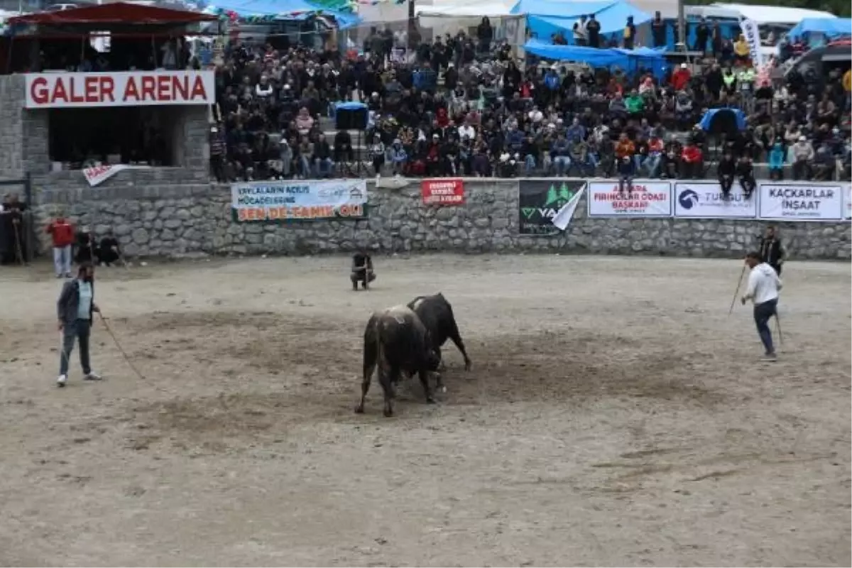 Ayder Yaylası'nda 27. Geleneksel Boğa Güreşleri Düzenlendi