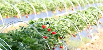 İzmit Belediyesi'nin Çilek Köyü'nde yapılacak hasat programı ertelendi