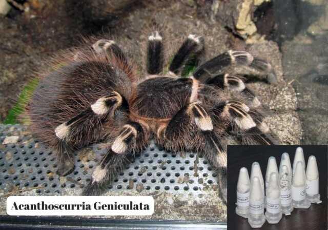 Polonya'dan Marmaris'e gönderilen kargo paketinde 76 adet tarantula ele geçirildi Polonya'dan Marmaris'e gönderilen kargo paketinde 76 adet tarantula ele geçirildi