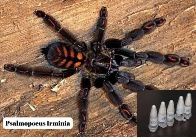 Polonya'dan Marmaris'e gönderilen kargo paketinde 76 adet tarantula ele geçirildi Polonya'dan Marmaris'e gönderilen kargo paketinde 76 adet tarantula ele geçirildi