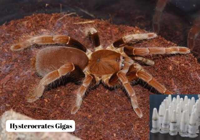 Polonya'dan Marmaris'e gönderilen kargo paketinde 76 adet tarantula ele geçirildi Polonya'dan Marmaris'e gönderilen kargo paketinde 76 adet tarantula ele geçirildi
