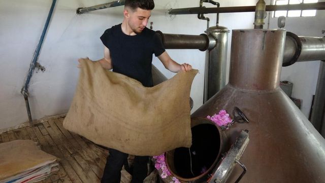 4 ton gülden 1 litre gül yağı çıkıyorlar! Litresi 10 bin euro