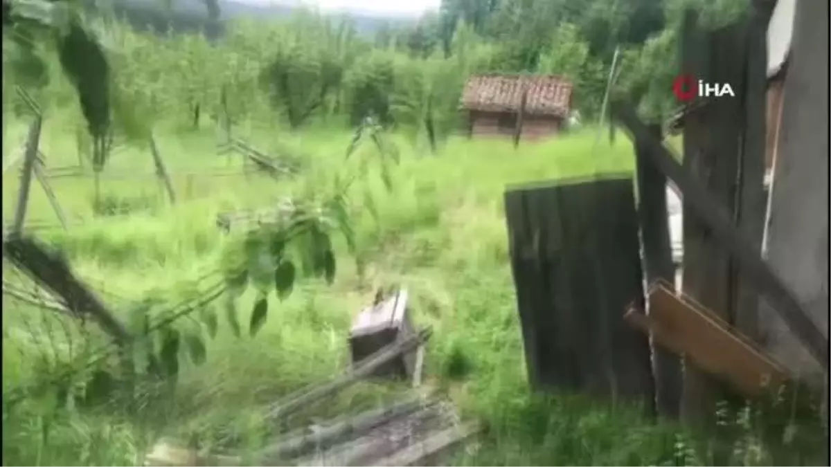 Aç kalan ayılar arı kovanlarını parçaladı