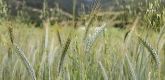 Antalya Büyükşehir Belediyesi, çiftçilere ata tohumu hibesi veriyor
