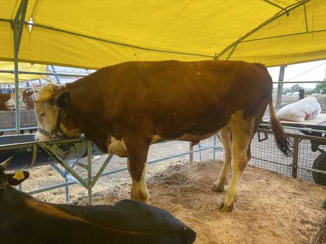 Çorlu'da 1075 kilogramlık dana 135 bin liraya satıldı