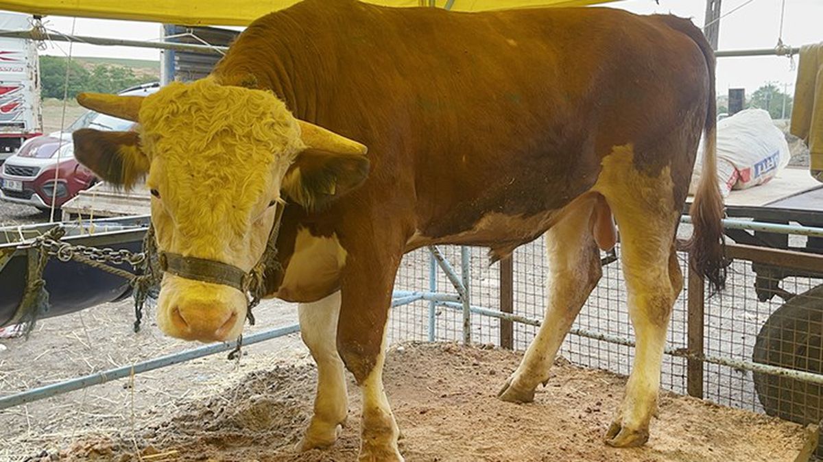 1 tonluk 'Kral' bayrama sayılı günler kala satıldı! İşte fiyatı