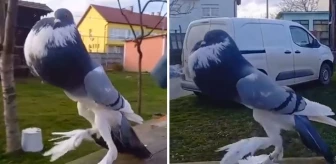 Daha önce gördüğünüz güvercinleri unutun! Görüntüsü sosyal medyada viral oldu