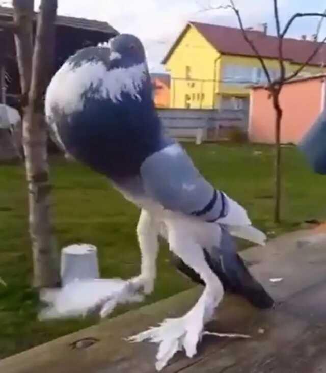 Dehşete düşüren mutant güvercin videosu viral oldu Dehşete düşüren mutant güvercin videosu viral oldu