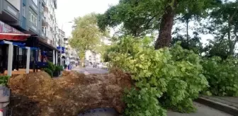 Akçakoca'da 150 yıllık çınar kökünden devrildi