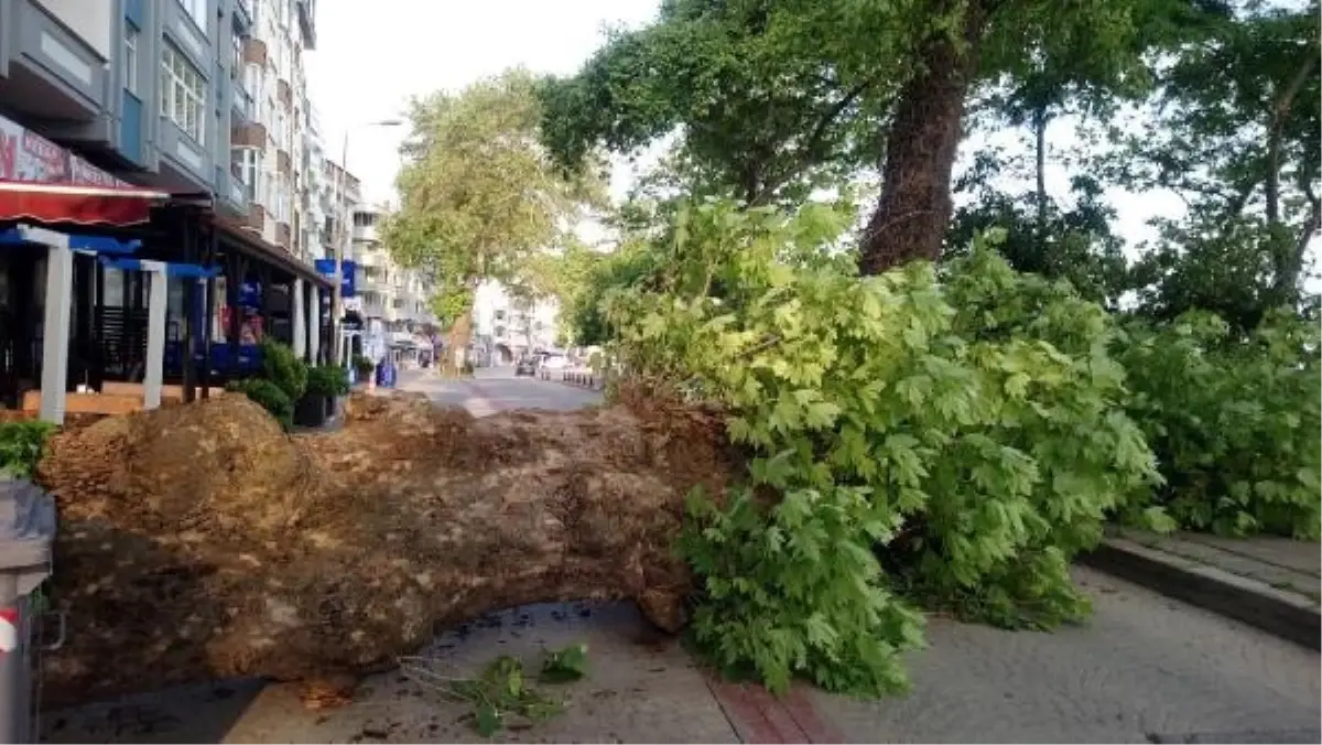 Akçakoca'da 150 yıllık çınar kökünden devrildi