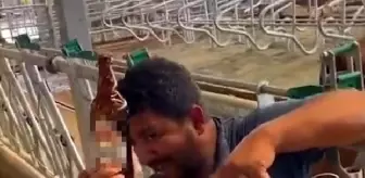 Tarsus'ta ineğe içki şişesiyle sıvı veren çalışana tepki