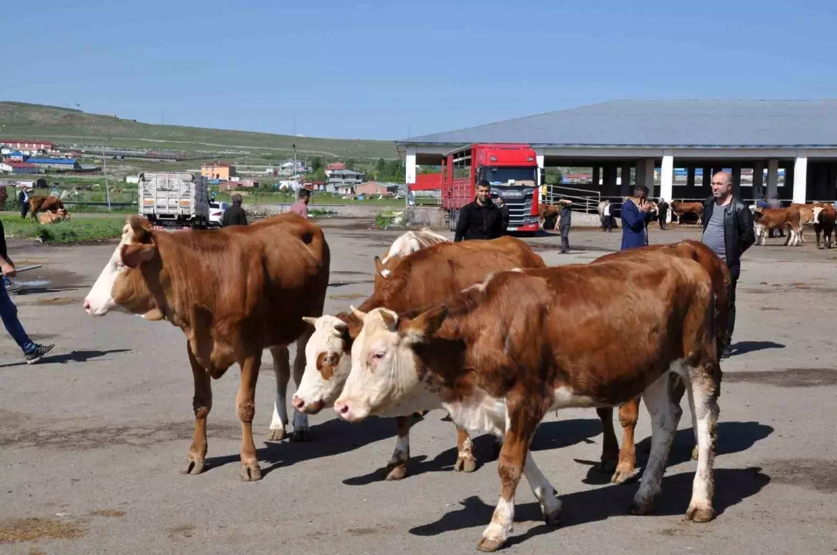 Kars Hayvan Pazarı açıldı ancak durgunluk yaşanıyor