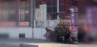 Didim'de çıplak şekilde koşan şahıs polis tarafından gözaltına alındı
