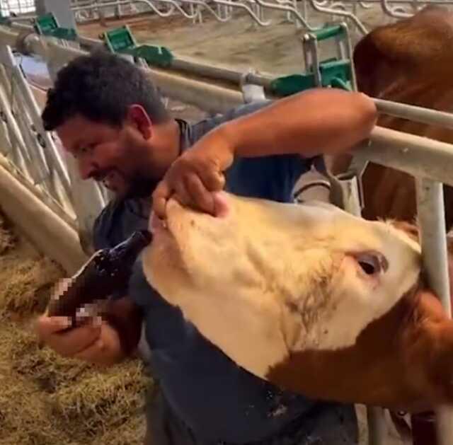 İneğe alkol şişesinde sıvı veren çiftlik çalışanı tutuklandı