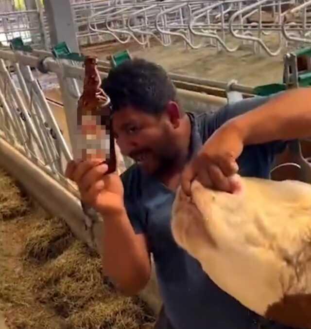 İneğe alkol şişesinde sıvı veren çiftlik çalışanı tutuklandı