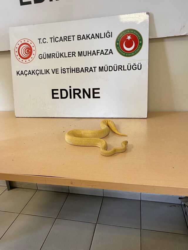 Kapıkule'de TIR'da 28 piton yılanı ele geçirildi Kapıkule'de TIR'da 28 piton yılanı ele geçirildi