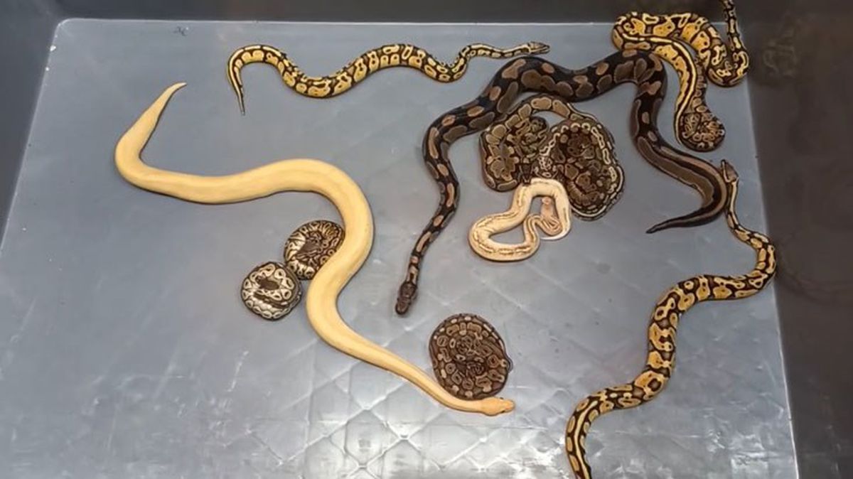 Kapıkule'de durdurulan tırda, kadın çorabına konulmuş 28 piton yılanı ele geçirildi